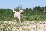 LABRADOR 042